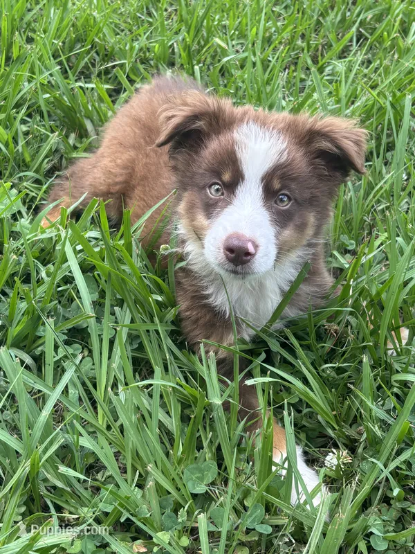Bruce – Miniature Australian Shepherd puppy for sale in Lumberton, MS