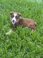 Bruce, a male Miniature Australian Shepherd for sale in Lumberton, MS – 3 of 3