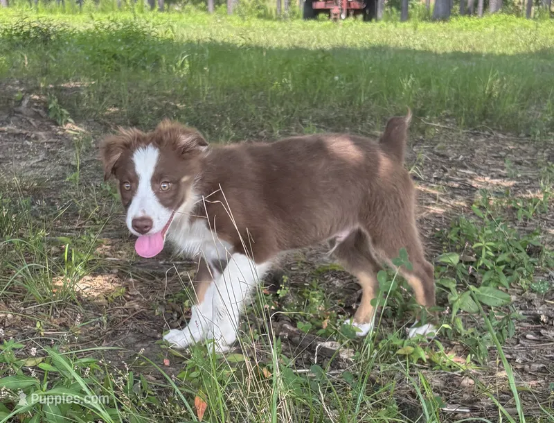 Tate – Australian Shepherd puppy for sale in Lumberton, MS