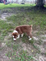 TY, a male Australian Shepherd for sale in Lumberton, MS – 3 of 5