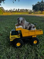 Red Merle Male, a male Australian Shepherd and Miniature Australian Shepherd for sale in Lumberton, MS – Photo 3 of 3