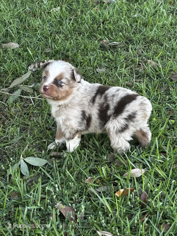Red Merle Male, a male Australian Shepherd and Miniature Australian Shepherd for sale in Lumberton, MS – Photo 1 of 3
