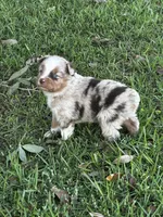 Red Merle Male, a male Australian Shepherd and Miniature Australian Shepherd for sale in Lumberton, MS – Photo 1 of 3
