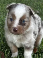 Red Merle Male, a male Australian Shepherd and Miniature Australian Shepherd for sale in Lumberton, MS – Photo 2 of 3
