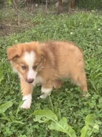  Skip, a male Australian Shepherd for sale in Lumberton, MS – 3 of 6