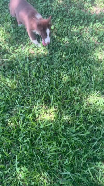 TY, a male Australian Shepherd for sale in Lumberton, MS – 5 of 5