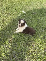 Shug, a female Australian Shepherd for sale in Lumberton, MS – Photo 5 of 6