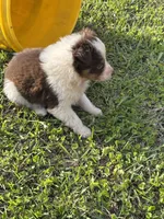 Shug, a female Australian Shepherd for sale in Lumberton, MS – Photo 3 of 6