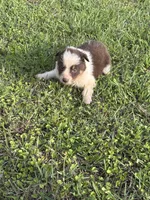 Shug, a female Australian Shepherd for sale in Lumberton, MS – Photo 4 of 6