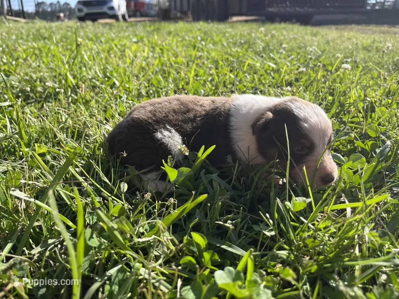 Girl 2 – Australian Shepherd puppy for sale in Lumberton, MS