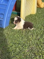 Shug, a female Australian Shepherd for sale in Lumberton, MS – Photo 2 of 6