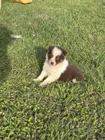 Shug, a female Australian Shepherd for sale in Lumberton, MS – Photo 1 of 6