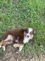 Sissy, a female Australian Shepherd for sale in Lumberton, MS – 4 of 7