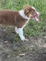 TY, a male Australian Shepherd for sale in Lumberton, MS – 2 of 5