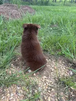 Sissy, a female Australian Shepherd for sale in Lumberton, MS – 3 of 7