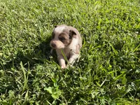 Girl 3, a female Australian Shepherd for sale in Lumberton, MS – Photo 1 of 2