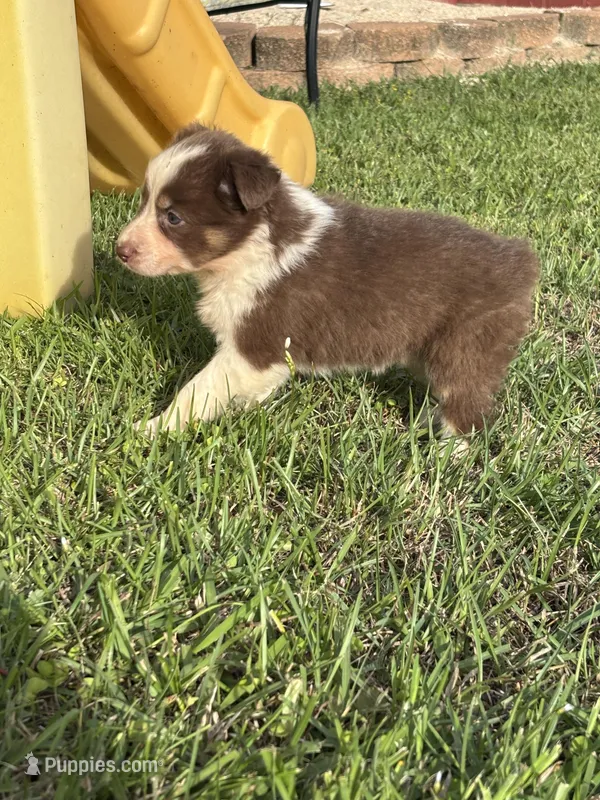 Reese – Australian Shepherd puppy for sale in Lumberton, MS