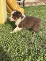 Reese, a female Australian Shepherd for sale in Lumberton, MS – Photo 1 of 5
