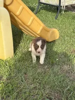 Reese, a female Australian Shepherd for sale in Lumberton, MS – Photo 4 of 5