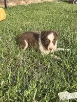 Reese, a female Australian Shepherd for sale in Lumberton, MS – Photo 3 of 5