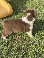 Reese, a female Australian Shepherd for sale in Lumberton, MS – Photo 2 of 5