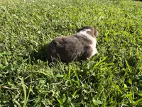 Girl 3, a female Australian Shepherd for sale in Lumberton, MS – Photo 2 of 2