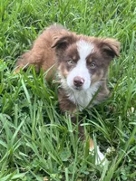 Bruce, a male Australian Shepherd for sale in Lumberton, MS – 1 of 4