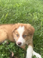  Skip, a male Australian Shepherd for sale in Lumberton, MS – 2 of 6