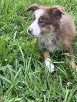 Bruce, a male Australian Shepherd for sale in Lumberton, MS – 2 of 4
