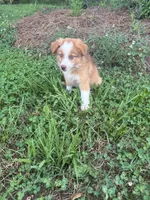  Skip, a male Australian Shepherd for sale in Lumberton, MS – 5 of 6