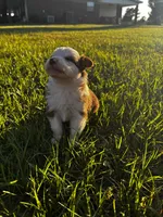 Red tri female, a female Australian Shepherd and Miniature Australian Shepherd for sale in Lumberton, MS – Photo 2 of 2