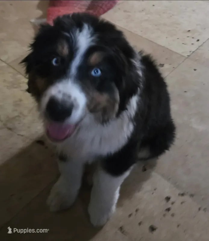 Rj – Australian Shepherd puppy for sale in Alhambra, CA