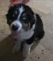 Rj, a male Australian Shepherd for sale in Alhambra, CA – 1 of 3