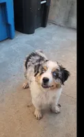 Benji, a male Australian Shepherd for sale in Alhambra, CA – 1 of 3