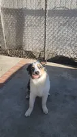 Benji, a male Australian Shepherd for sale in Alhambra, CA – 3 of 4