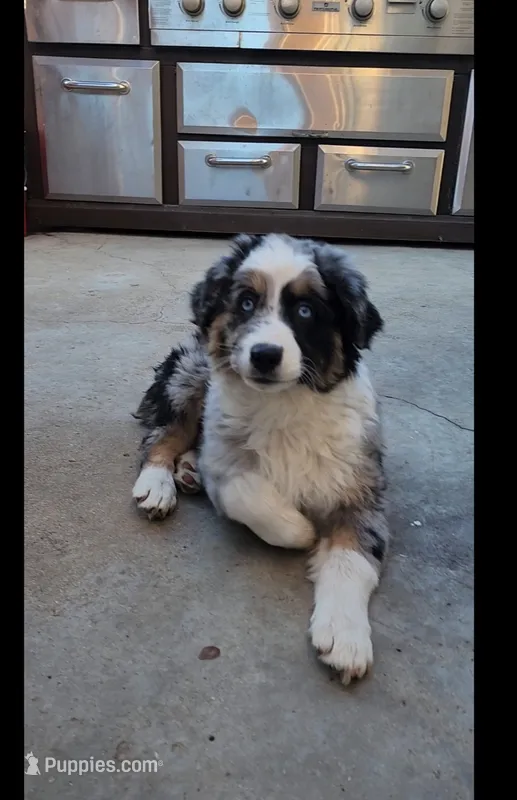 Buttercup – Australian Shepherd puppy for sale in Alhambra, CA