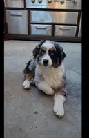 Buttercup, a female Australian Shepherd for sale in Alhambra, CA – 1 of 1