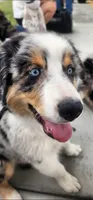 Benji, a male Australian Shepherd for sale in Alhambra, CA – 2 of 3