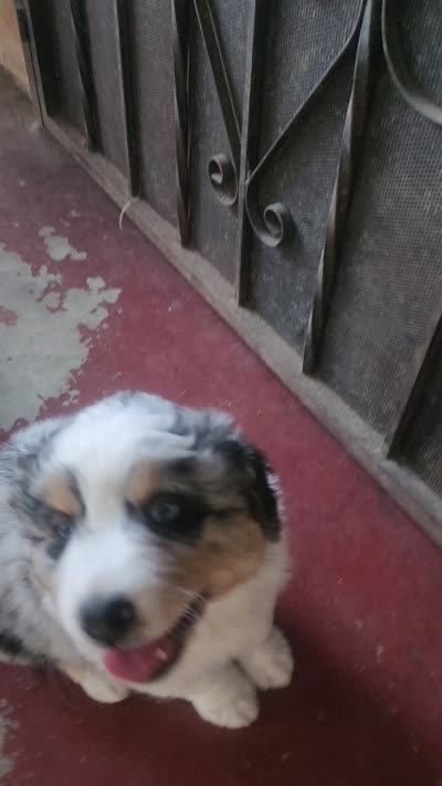 Benji, a male Australian Shepherd for sale in Alhambra, CA – 3 of 3