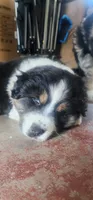 Rj, a male Australian Shepherd for sale in Alhambra, CA – 3 of 3