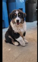 Rj, a male Australian Shepherd for sale in Alhambra, CA – 2 of 3