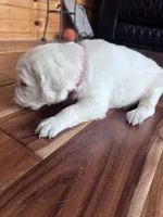 Pink, a female Golden Retriever and English Cream Golden Retriever for sale in Toronto, SD – 2 of 2