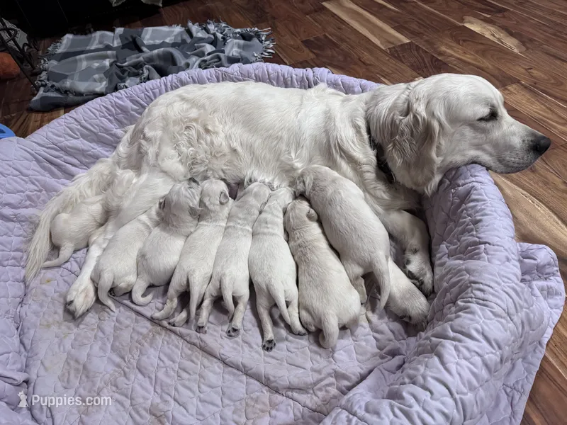 Female – Golden Retriever, English Cream Golden Retriever puppy for sale in Toronto, SD