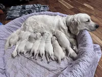 Female, a female Golden Retriever and English Cream Golden Retriever for sale in Toronto, SD – 1 of 1