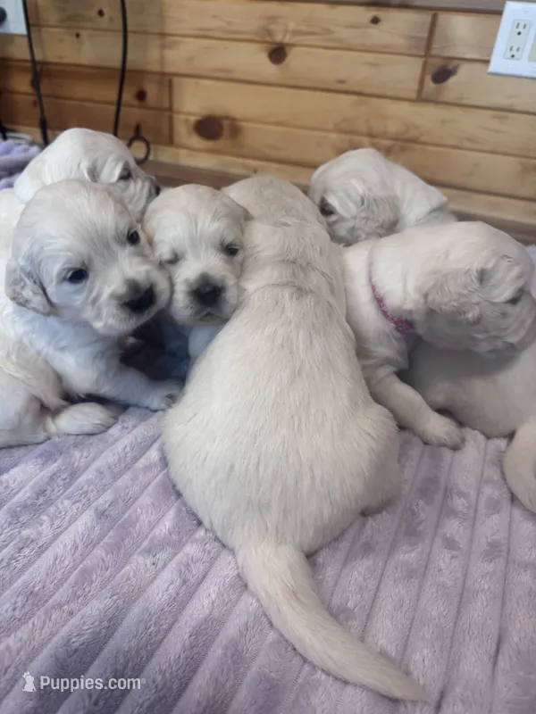 Female – Golden Retriever, English Cream Golden Retriever puppy for sale in Toronto, SD
