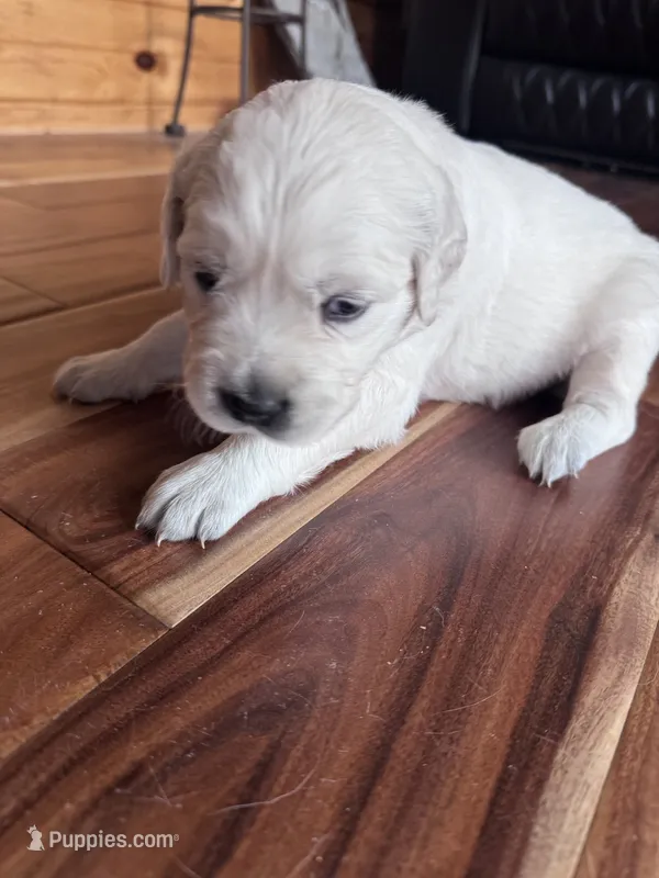 Pink – Golden Retriever, English Cream Golden Retriever puppy for sale in Toronto, SD