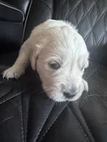 Purple, a female Golden Retriever and English Cream Golden Retriever for sale in Toronto, SD – 2 of 2