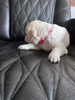 Red, a female Golden Retriever and English Cream Golden Retriever for sale in Toronto, SD – 3 of 3