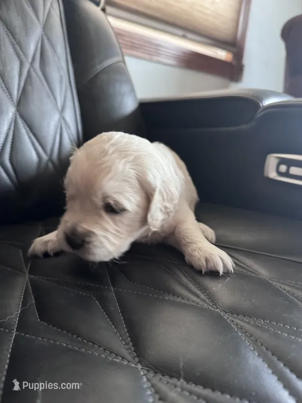 Red – Golden Retriever, English Cream Golden Retriever puppy for sale in Toronto, SD