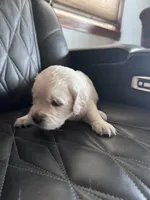 Red, a female Golden Retriever and English Cream Golden Retriever for sale in Toronto, SD – 1 of 3